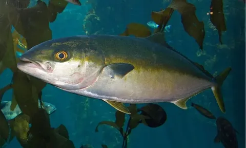 Việt Nam lần đầu cho sinh sản nhân tạo loài cá triệu đồng/kg, Trung Quốc – Nhật Bản vẫn đang nghiên cứu