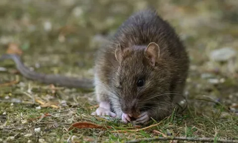 Ngửi thấy mùi này, chuột bị “áp đảo”, không dám bén mảng vào bếp nhà bạn nữa