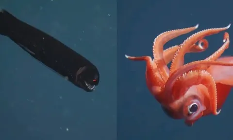 Chạm trán những sinh vật ngoạn mục dưới đáy biển sâu