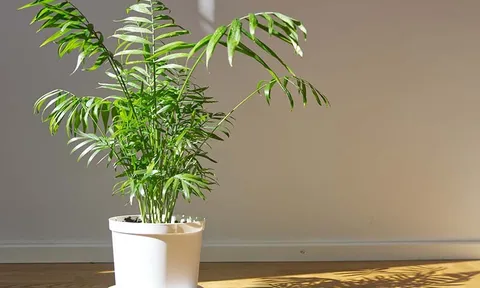 5 loại cây trồng trong nhà dễ chăm và đa năng nhất