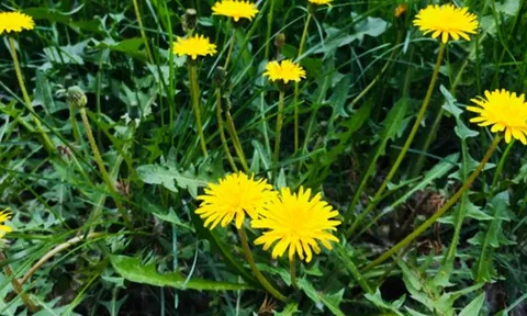 Loại cỏ dại nhưng được coi là “nữ hoàng thảo dược”, pha nước uống có loạt công dụng khiến nhiều người bất ngờ