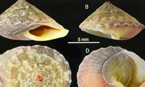 Phát hiện thêm loài mới và nhiều chim quý hiếm ở Quảng Trị