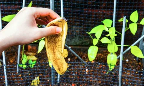 Vứt thứ này ra vườn ngay bây giờ, cây cối tự nhiên xanh tốt suốt xuân hè