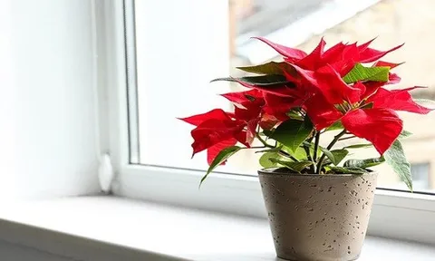 3 loại cây cảnh quen thuộc không nên trồng trong nhà