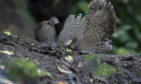 "Báu vật sống" ở khu rừng lớn nhất Nghệ An: Quý như vàng, đẹp như chim công