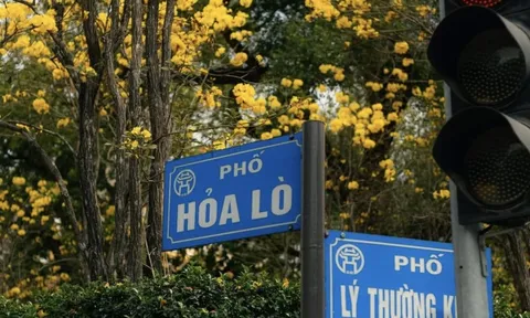 Hoa phong linh nhuộm vàng rực trời Hà Nội
