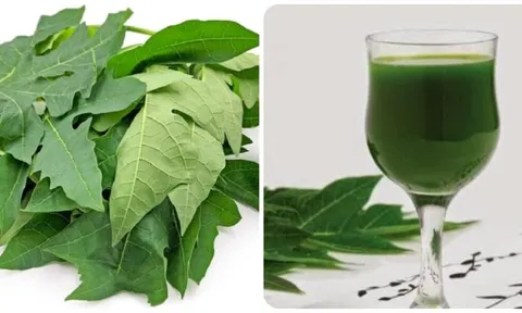 Uống nước lá đu đủ hàng ngày có tốt không?