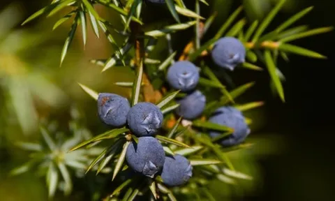 3 loại cây đừng đặt tại phòng khách