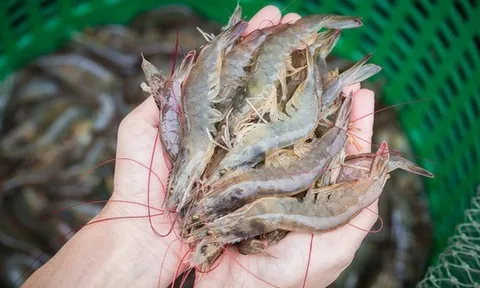 Cao thủ ẩm thực chỉ cách chọn tôm tươi: Chỉ cần nhìn màu và đuôi là biết