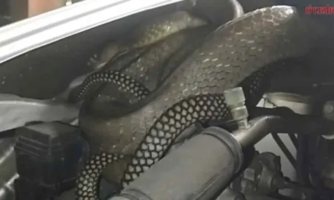 Nghe tiếng động bất thường dưới nắp xe, người đàn ông mở ra rồi kinh hoàng phát hiện 'bóng đen' dài 3 mét