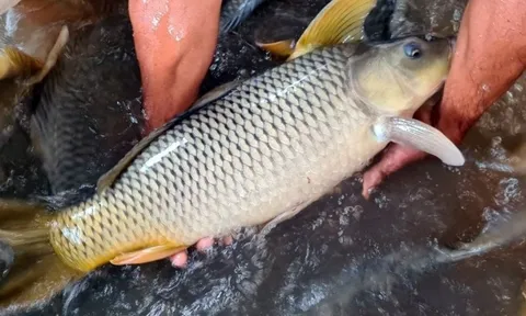 Mẹo xương máu phân biệt cá tươi và cá ươn, người bán "cậy mồm" cũng không nói