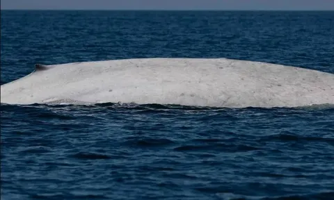 Ngư dân tưởng nhìn nhầm khi thấy sinh vật trắng toát giữa biển, chuyên gia xác nhận: Tỷ lệ chỉ 0,0025%