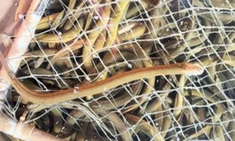 Bỏ vốn 20 triệu nuôi "nhân sâm dưới nước", anh nông dân Hà Tĩnh thu hơn 6,6 tỷ đồng/năm