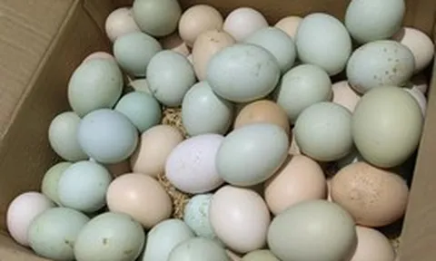 Nghiên cứu phát hiện thời điểm trứng để ở nhiệt độ phòng bị nhiễm khuẩn