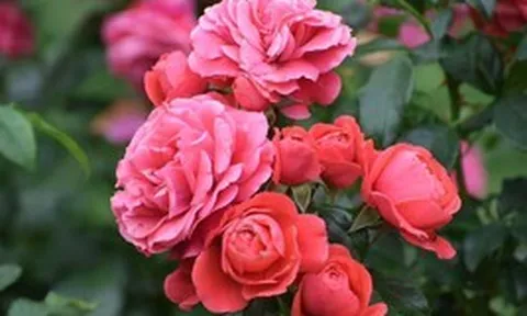 5 loại cây cần cắt tỉa ngay lúc này để có mùa hè bung nở