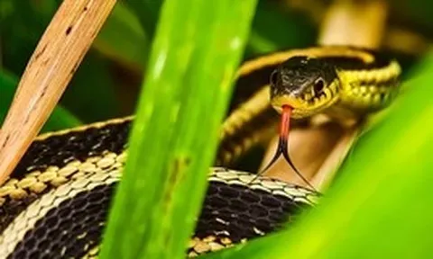 3 loại cây trồng trong vườn nhà, rắn sợ tránh xa, gia chủ có thêm tài lộc