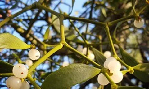 5 loại cây mang lại vận rủi, không nên trồng trong nhà