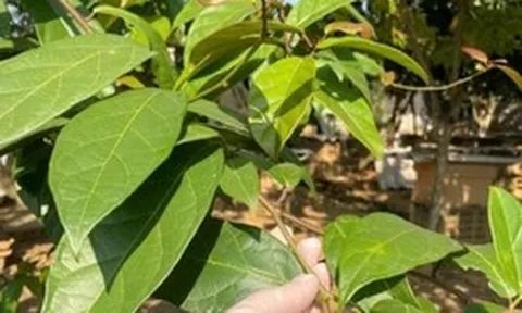 Bài thuốc từ cây xạ đen