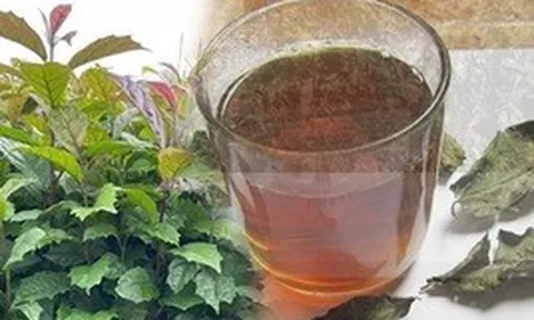 Uống nước xạ đen hàng ngày có tốt?