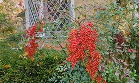 5 loại cây là biểu tượng của vận may, cổ nhân khuyên nên trồng quanh nhà