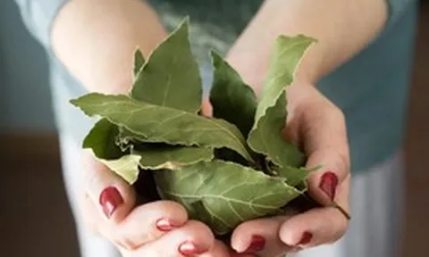 Loại lá dân dã của Việt Nam xưa không ai lấy, nay trời Tây bán giá 2 triệu đồng/kg