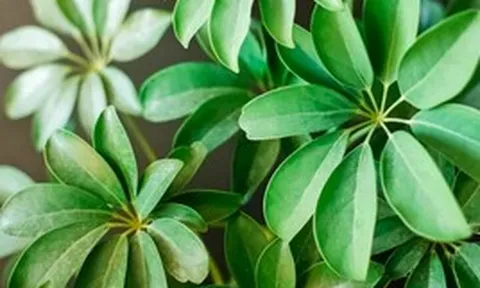 3 loại cây đặc biệt phù hợp với tuổi 40 trở lên: Biết trồng thì thể chất và tinh thần đều đi lên