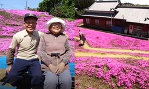 Cụ ông chăn bò ròng rã 2 năm trời trồng cánh đồng hoa để dành tặng người vợ mù