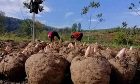 Loại củ dại “độc toàn thân”, người Việt không ai ngó trời Tây bán "hái ra tiền"