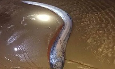 Hiện tượng hiếm: 4 con cá mái chèo dạt vào bờ biển tỉnh Lâm Đồng trong vài ngày