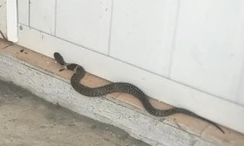 Rắn bò vào dù nhà sạch bong kin kít: 6 nguyên nhân không phải ai cũng biết