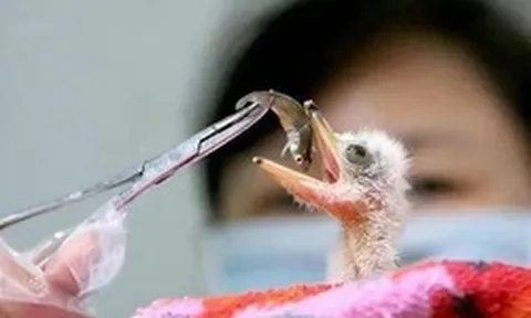 Đi câu cá, người đàn ông bất ngờ đụng độ loài vật hiếm hơn gấu trúc: Cả thế giới chỉ còn 1.000 con