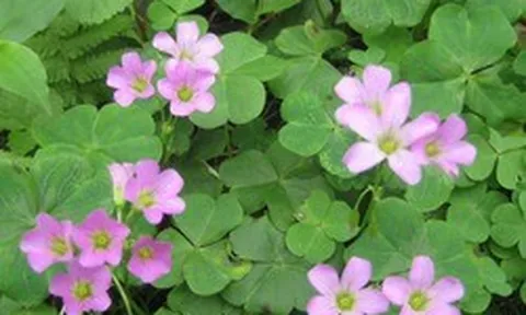 Loại rau dại quen mặt trong vườn, nấu canh chua cực ngon, hóa ra lại “giàu giá trị” cho sức khỏe