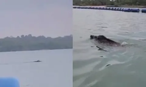 Thấy 'thủy quái' bơi vụt qua trước mặt, nhóm người vội gọi hỗ trợ, chuyên gia nói: Đây là điều rất hiếm!