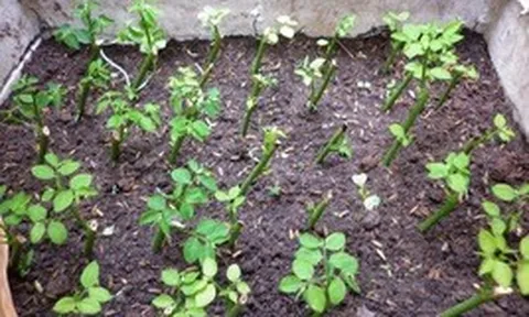 5 loại rau mùa hè dễ trồng nhất, lại nhanh được thu hoạch