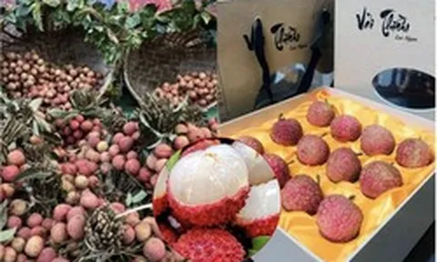 Loại quả ở Việt Nam bán rẻ như cho bỗng thành hàng hiệu xuất ngoại, chạm mốc 450.000 đồng/ ký vẫn được khách quốc tế vẫn ráo riết săn lùng
