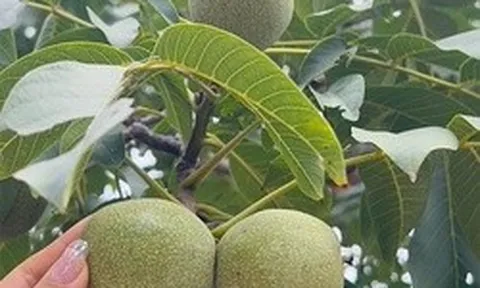 Loại quả thuộc top "tốt nhất thế giới", có ở Việt Nam, trồng một lần thu hoạch nhiều năm, tốt cho sức khoẻ