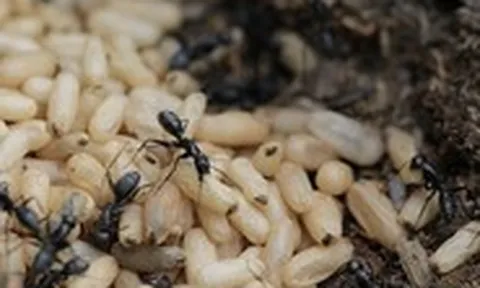 Sốc phản vệ nguy kịch sau khi ăn món trứng kiến