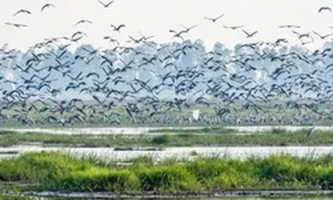 Hiện tượng lạ: Hàng ngàn chim hoang dã ùn ùn kéo về, che kín bầu trời Vườn Quốc gia sau 20 năm