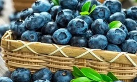 Mùa việt quất tươi đầy chợ, đừng chỉ ham quả to nhất: Người nông dân giàu kinh nghiệm cho biết "chỉ cần nhớ 4 điểm này!"