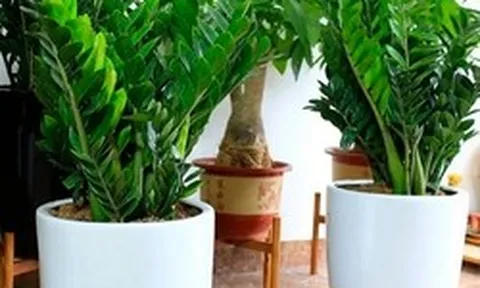 Lời khuyên đến những gia đình đang trồng kim tiền