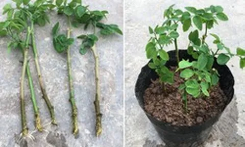 3 loại rau "bổ như sâm", nên trồng trong nhà ngay