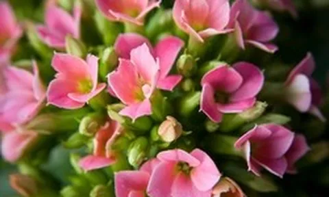 Lời khuyên cho người thích trồng cây sống đời