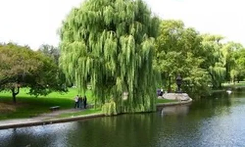 8 loại cây không nên trồng trước nhà, tránh rước xui xẻo, mất lộc