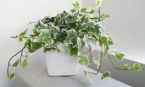 8 loại cây nên trồng ngay trong nhà: Không chỉ dễ chăm mà còn giúp hút tài lộc, vượng khí cho gia chủ