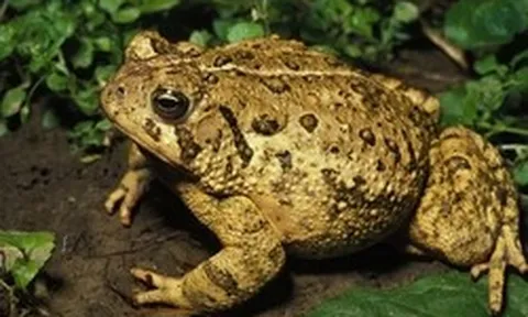 4 vật vào nhà báo hiệu điềm lành, đuổi đi là đánh rơi vận may