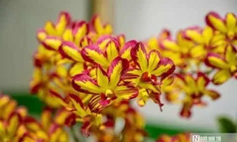 Ngắm phong lan khoe sắc trong khu vườn dành riêng cho vua Triều Nguyễn