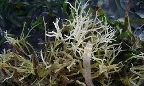 Bí mật loại rau tên là bộ phận của một con vật, xưa là rau dại nay thành đặc sản nổi tiếng