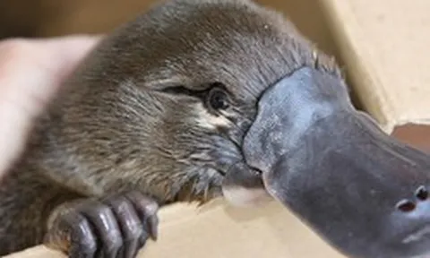 Loài vật khó hiểu nhất thế giới