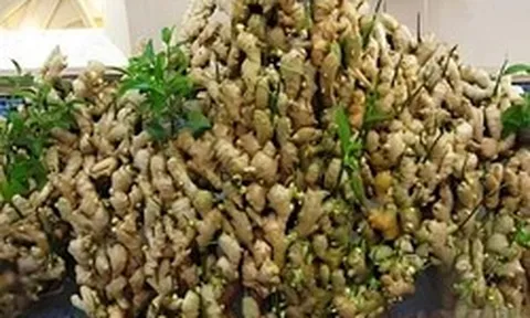 Lời khuyên đến những gia đình đang trồng gừng
