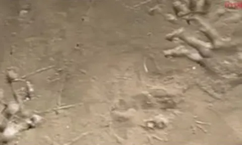 Bờ sông xuất hiện hàng loạt dấu chân lạ, chuyên gia vừa nhìn liền phác họa: "Quái thú" có thể dài 4 mét